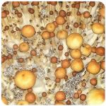 Псилоцибиновые (галлюциногенные) грибы в Балахне Psilocybin "Golden Teacher" Псилоцибиновые (галлюциногенные) грибы в Балахне Psilocybin "Golden Teacher"