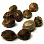 Семена марихуаны АК-47 (Seeds AK-47) в Балахне Семена марихуаны АК-47 (Seeds AK-47) в Балахне